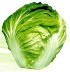 1̖(ho)ײ˷N