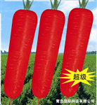 產(chǎn)品介紹：<br/>　　耐熱，長(zhǎng)勢(shì)旺盛，根形良好，根色橙紅色，芯較細(xì)，根肥大，總體著色好，品質(zhì)優(yōu)良。適合初夏、盛夏播種，播種后100天左右開(kāi)始收獲，適收時(shí)根長(zhǎng)19-23cm，根重340-360g，豐產(chǎn)，商品性極佳。