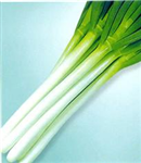 產(chǎn)品介紹：<br/>　　耐熱、早熟、豐產(chǎn)、品質(zhì)優(yōu)良。葉色濃綠，長(zhǎng)勢(shì)旺盛、折葉現(xiàn)象少。蔥白高40cm左右，粗2.0-2.5cm，軟白部分為純白，光滑、有光澤、肉質(zhì)美味可口。莖部葉片緊湊、直立，裂損少，生長(zhǎng)期間，長(zhǎng)久整齊、美觀，收獲期限長(zhǎng)。 栽培要點(diǎn)： 青島地區(qū)秋播一般在9月下旬-10月上旬，翌年2月下旬-4月定值，7月-9月收獲；春播2月中旬溫床育苗，5月中旬-6月中旬定值，10月中旬-11月底左右收獲。