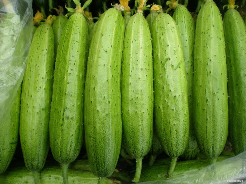 QJF Short Green Cucumber--SϷN