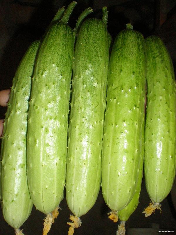 QJF Yellow Long Cucumber--SϷN