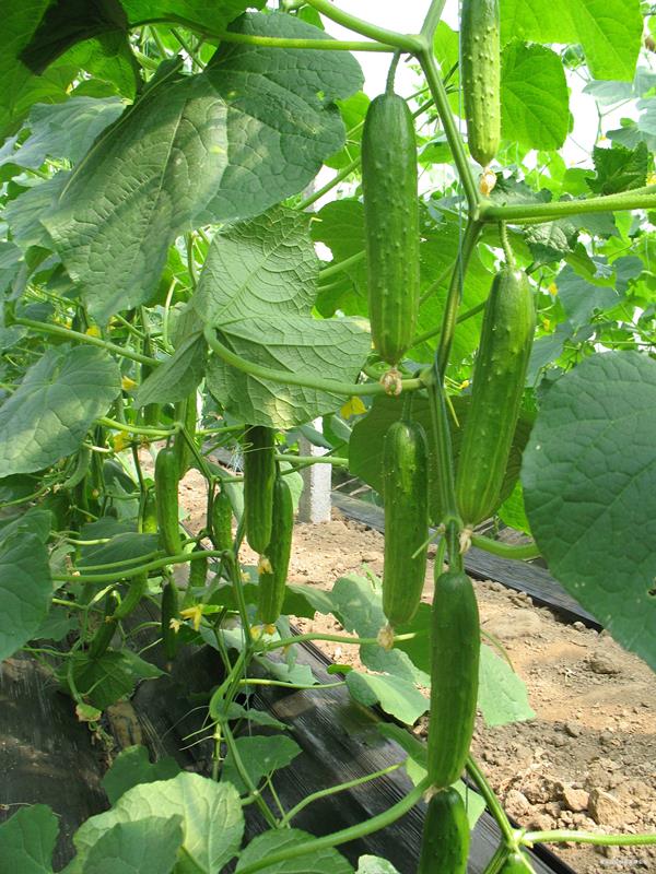 QPS-321 Cucumber--SϷN