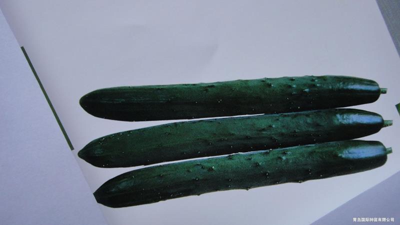 QX-962 Cucumber--SϷN