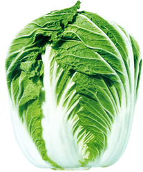 改良青雜3號(hào)——白菜種子