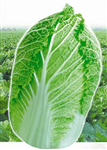 產(chǎn)品介紹：<br/>　　植株稍披張，外葉綠色，葉球粗圓筒形，合抱，舒心，球內(nèi)淡黃色，球高35cm，直徑25cm左右，單球重3.6-4kg。播種后70-75天左右成熟，豐產(chǎn)、一致性好，一般畝產(chǎn)葉球7500kg左右，風(fēng)味品質(zhì)好，抗病，耐貯運(yùn)。每畝栽植2000株左右。 栽培要點(diǎn)： 青島地區(qū)立秋后3天左右播種。東北、西南、華北、華中地區(qū)均可栽培。